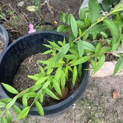 Peach Tree On 15 Gal Pot