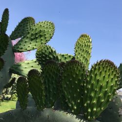 Nopales