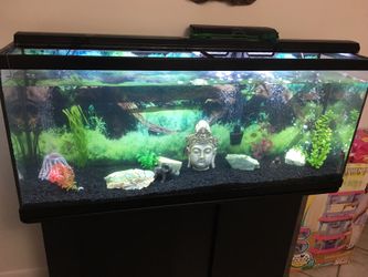 55 gallon fish tank and stand and accessories