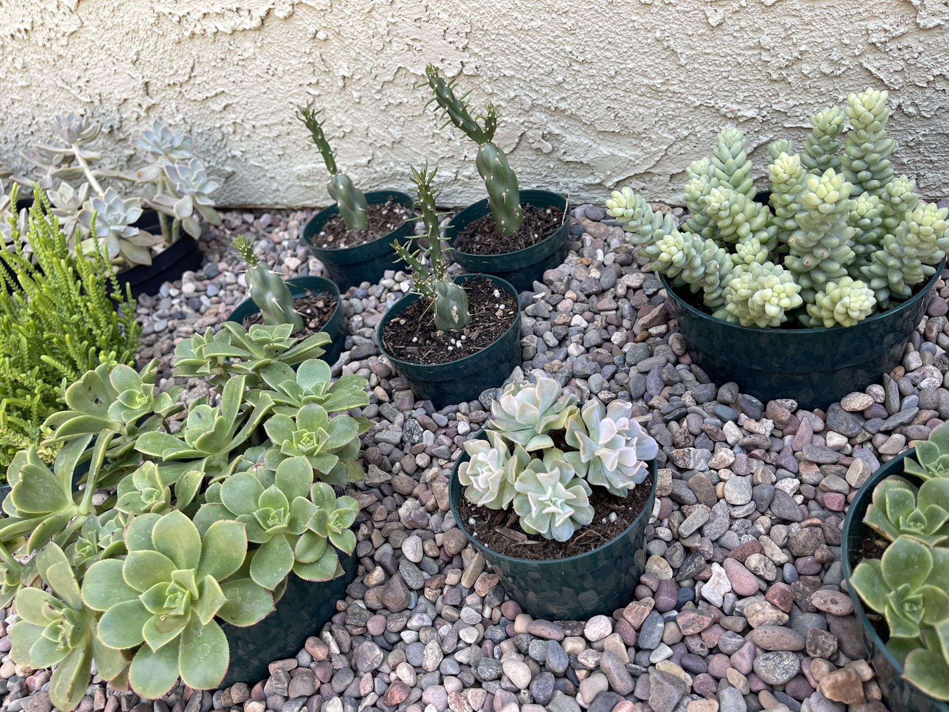 Succulents In 4inch And 6inch
