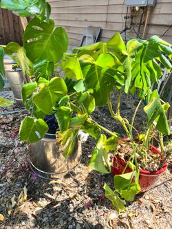 Monstera Deliciosa Live Plant