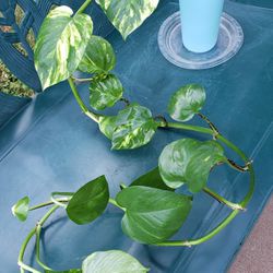 YOUNG POTHOS PLANT LONG BRANCH