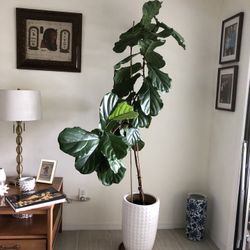 Ficus lyrata plant