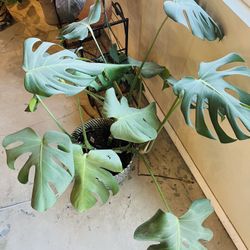 Monstera Albo Pick Up Only