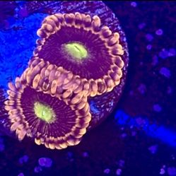 Chuckys Bride Zoa Decor Display