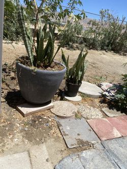 Garden Plants