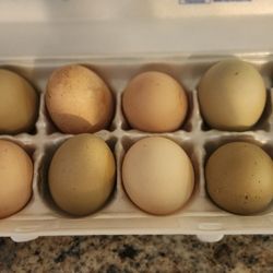 Organic Chicken Eggs