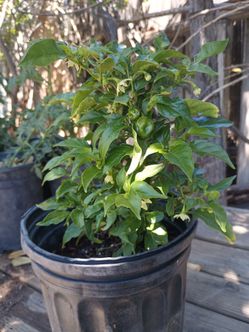 Habanero chilli plants in one gallon bucket