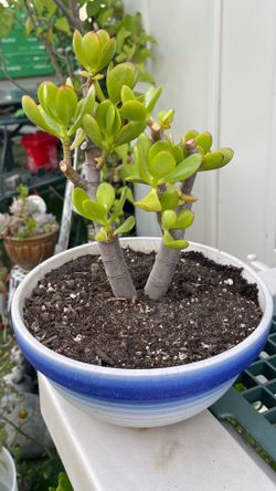 Succulent