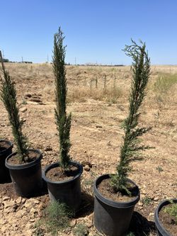 Spartan Juniper For Sale 5 Gallon Container