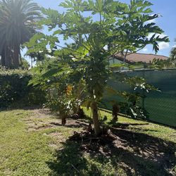 Fresh PawPaw (Fruta Bomba) For Sale 