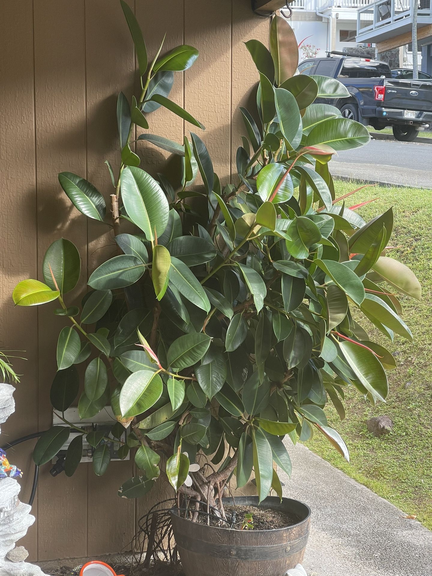 Ficus Burgundy/Black (Rubber Tree Plant) Beautiful!