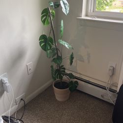 Decorative Plant (Fake Money Plant)