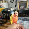 Steve
