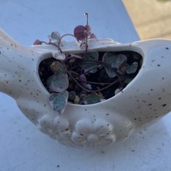 String Of Hearts Variegated On Ceramic Bird Pot