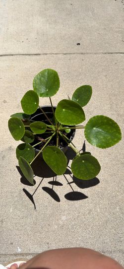 Money plant 6 inch