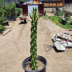 Eve's Needle Cactus