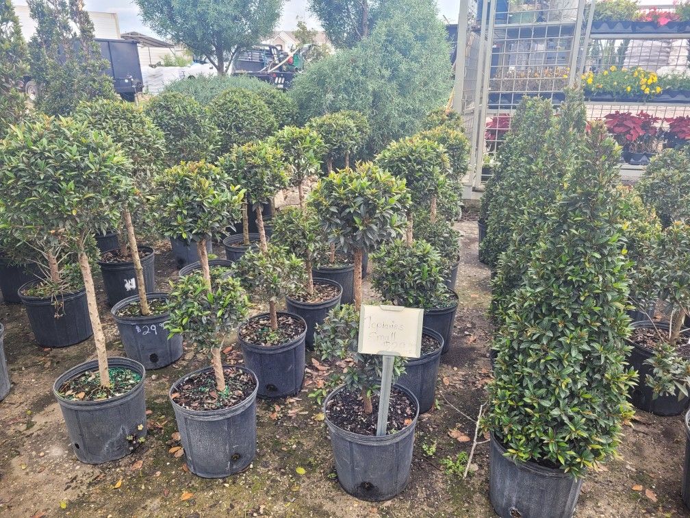 Small Topiaries 