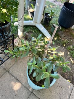 Jade succulent plant