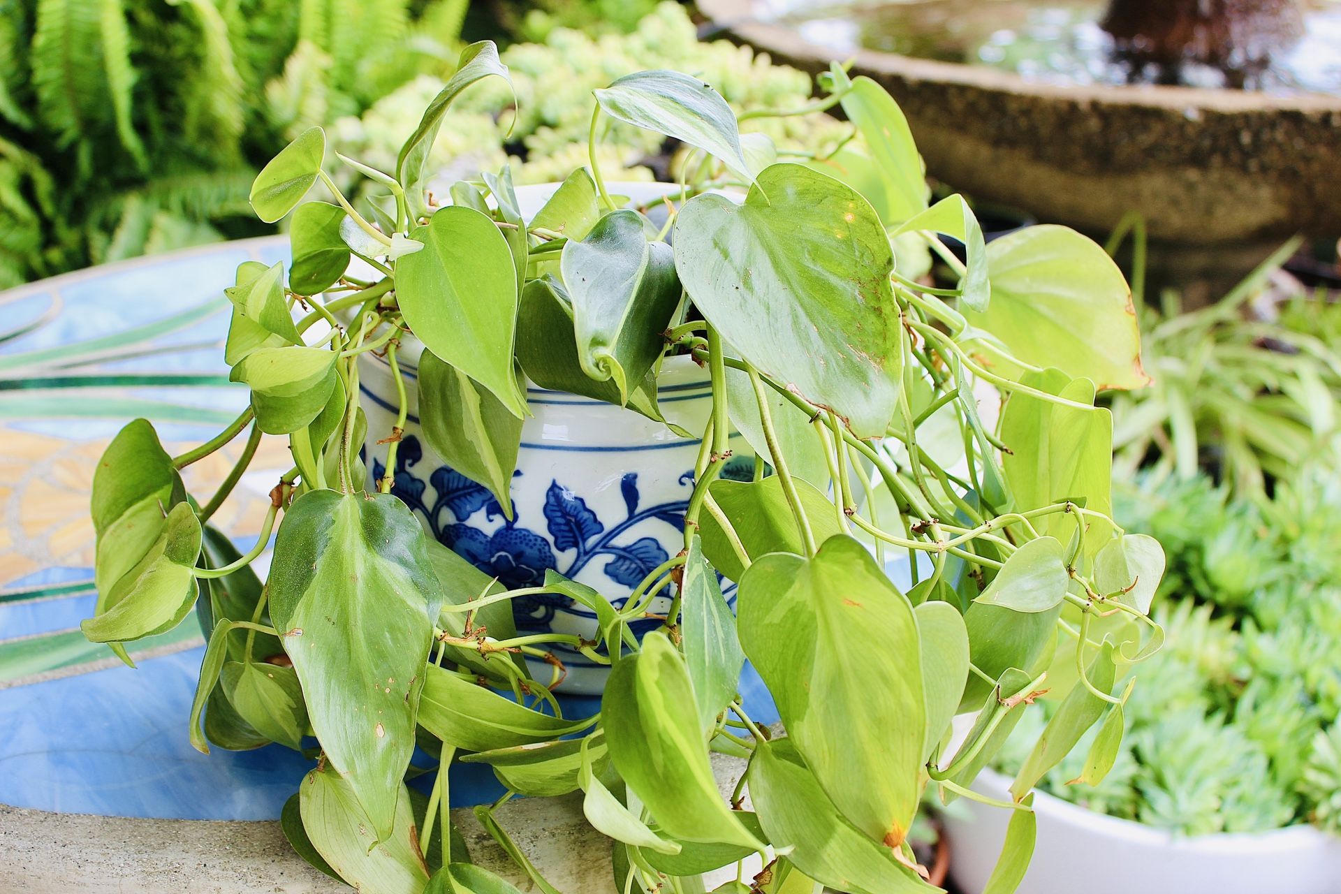 Pothos In A Ceramic Pot