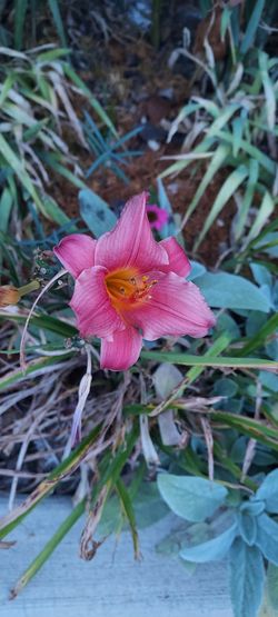 Little Business Compact Daylilies