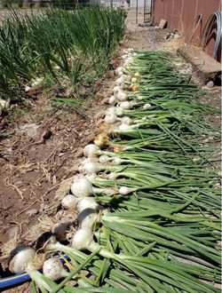 $7.00 each six pack Onions Plant’s / Plantas de Cebollas $7.00 el paquetito