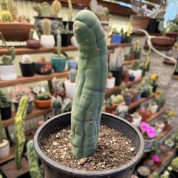 🌵 Pe nis Cactus • Long Form • $60 