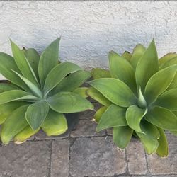 Pair Of Extra Large Foxtail Agaves on 5 Gallon PotS - Agave Attenuata - Mature 5 Year Plants - 20 Inch Diameter x 24 Inch High Each - Drought Resistan
