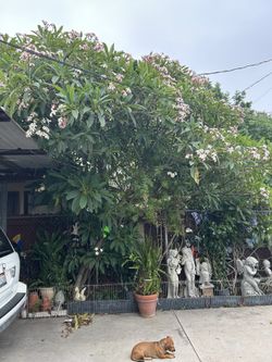 Plumeria