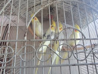 Cage