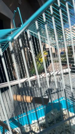 Green Parakeet with Cage