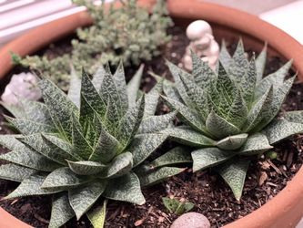 Succulent and bonsai arrangement