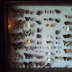 SALE Vintage Butterfly Insect Collection 27x21 Thick Heavy Glass 3 " Deep