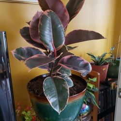 Rubber Plant 