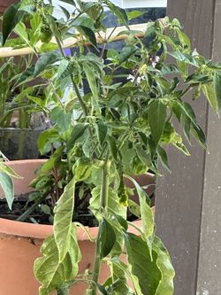 Super Spicy Chili