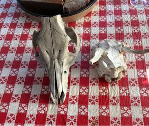 Taxidermy Art
