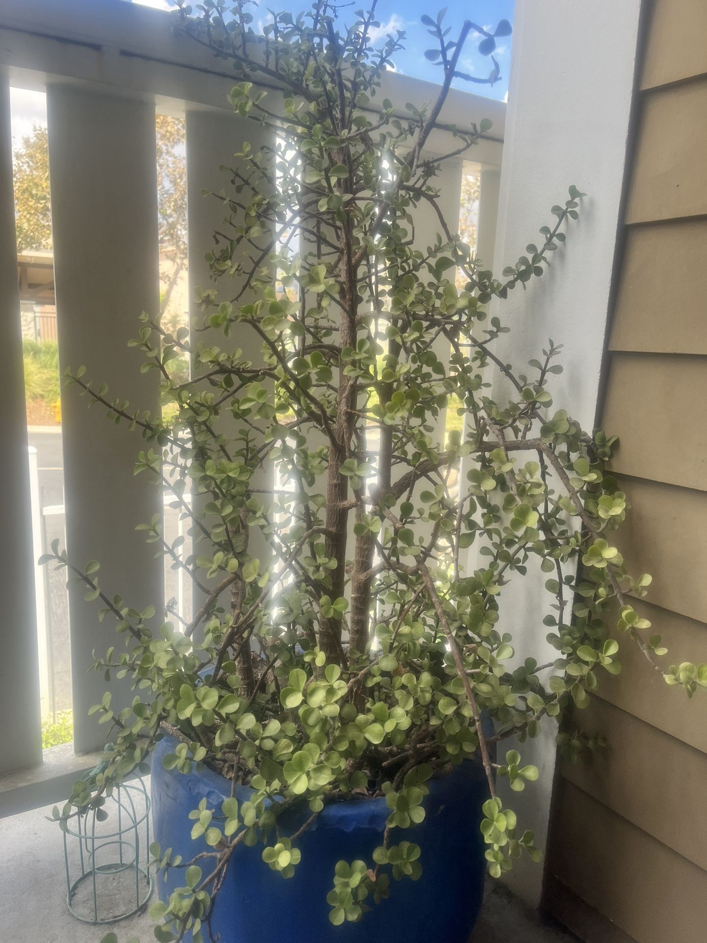 Elephant bush / Spekboom Succulent