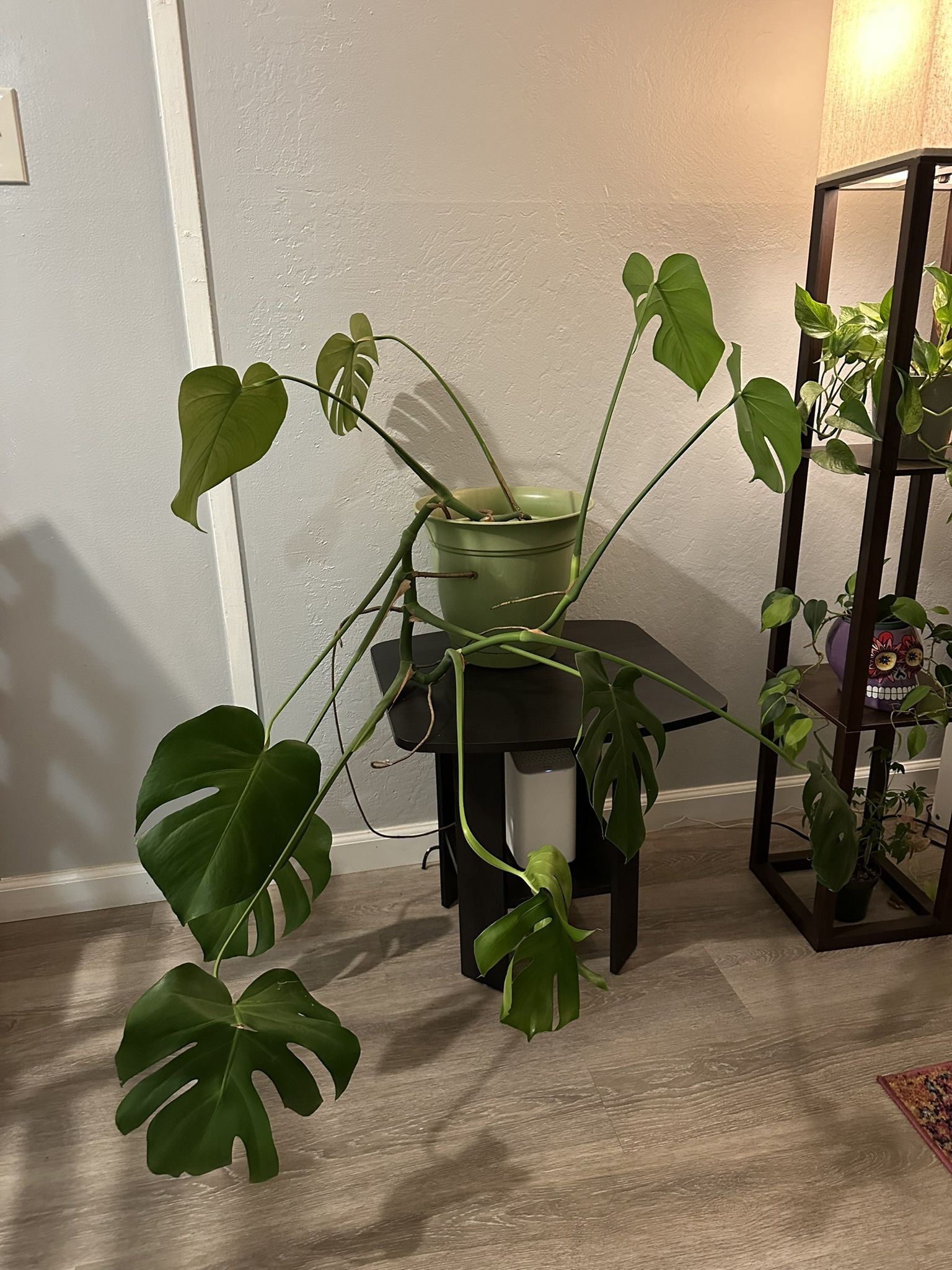 Monstera $25