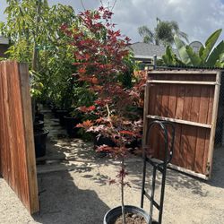 Japanese Maple