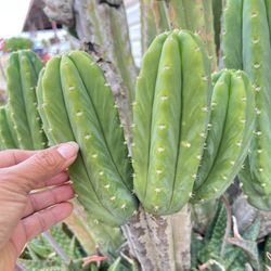 San Pedro Column Cactus 