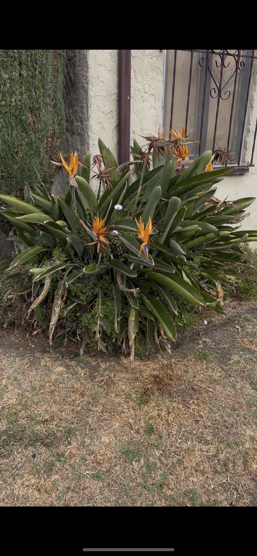 Free Plants - Large Bird Of Paradise - 3 Large Plants, Must Remove