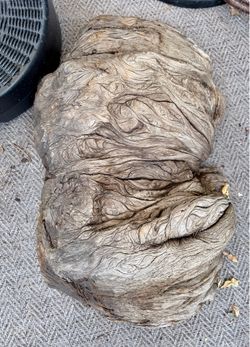 Large piece Black Walnut lood Burl Wood 50lbs