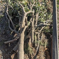 FREE Jade Cuttings