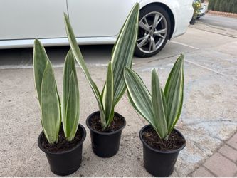 Rare snake plant suyari 20$ each