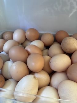 Fresh eggs