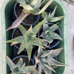 Different Aloe Varieties