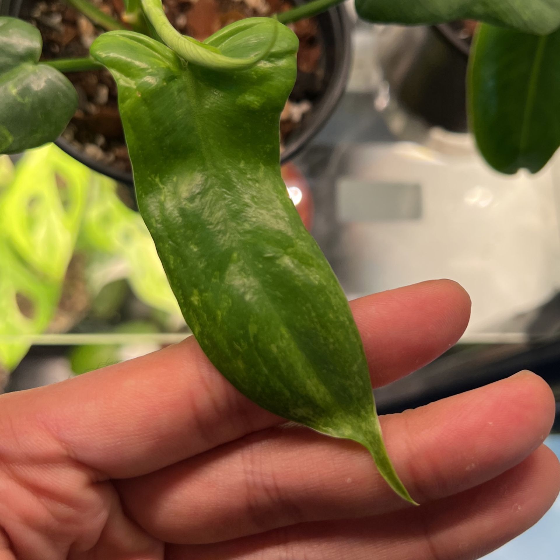 Philodendron Variegated 'Splash Gordon' Plant Lawn & Garden