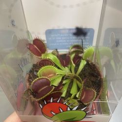 Large Venus Flytrap
