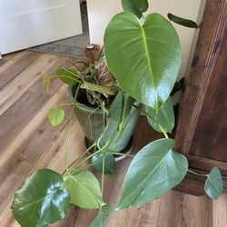 Monstera Plant in Beautiful Large Ceramic Pot