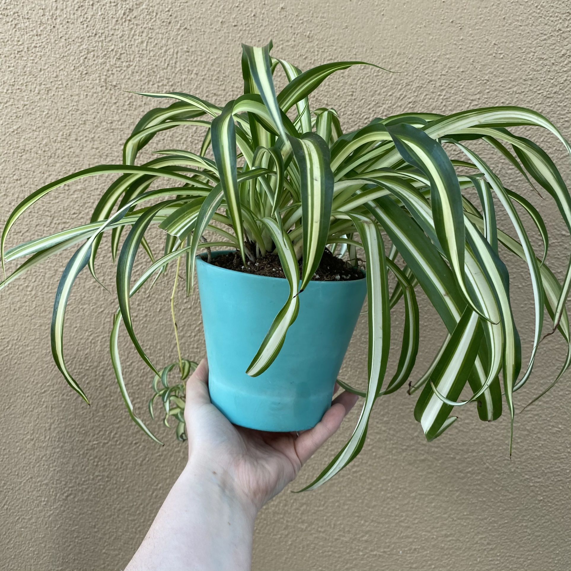Beautiful Spider Plant With Planter